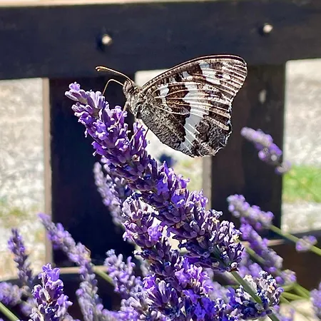 Lägenhet L'inattendu Vachères