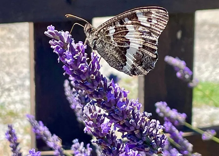 Apartamento L'inattendu Vachères